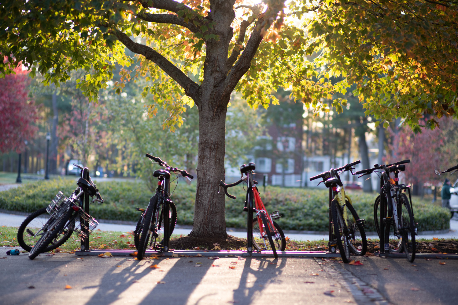 bicycles on the quad