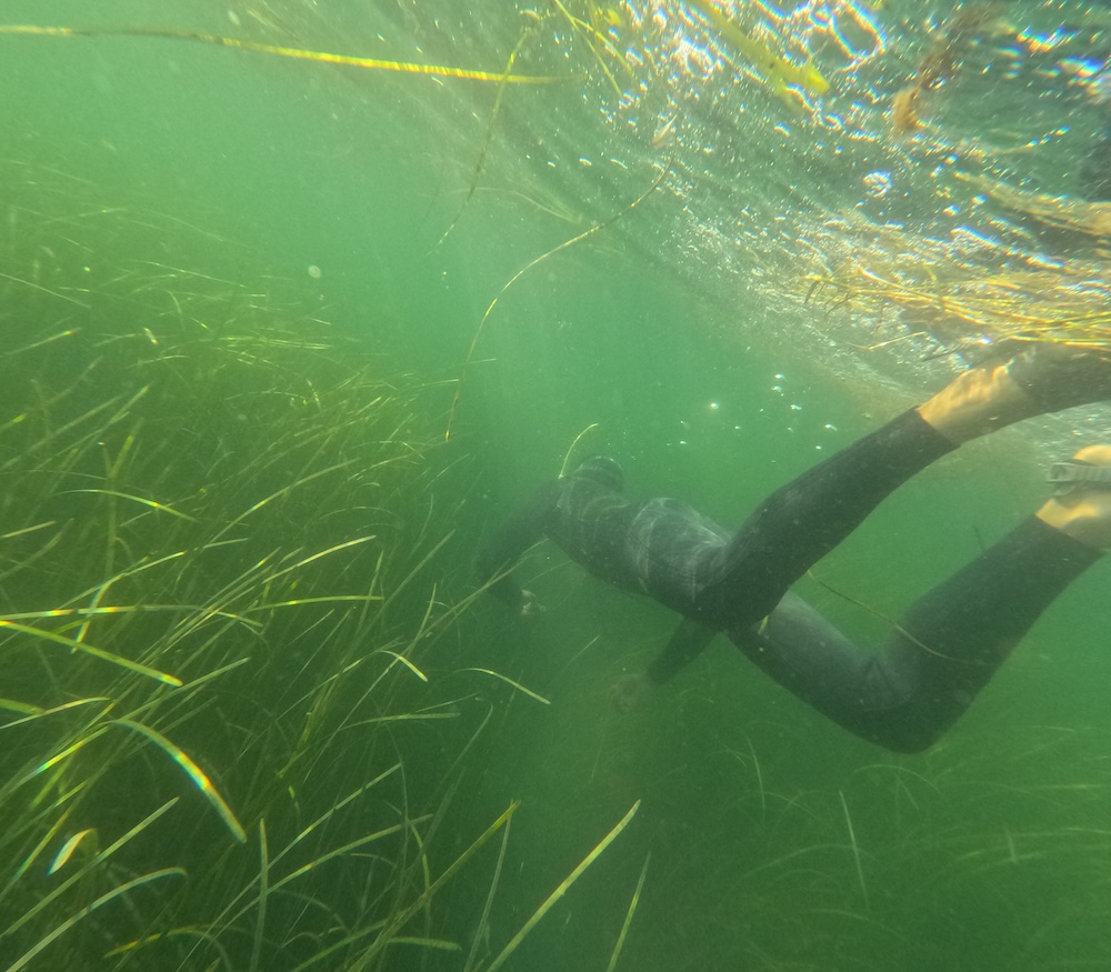Eelgrass diver